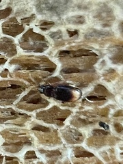 Mioptachys flavicauda