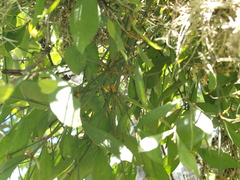 Peristethium archeri