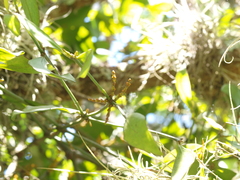 Peristethium archeri