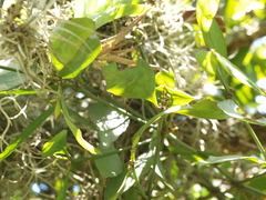 Peristethium archeri