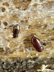 Mioptachys flavicauda