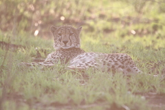 Acinonyx jubatus jubatus