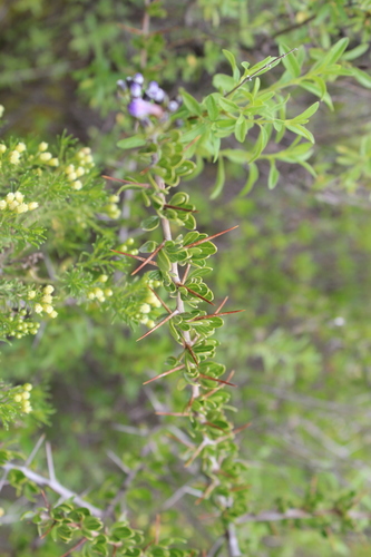 Image of Duranta Armata (Duranta armata) by (c) Michael A. Alcorn, some rights reserved (CC BY)