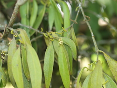 Peristethium archeri