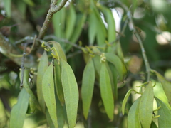 Peristethium archeri