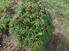 Paeonia hybrida