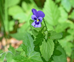 Viola orphanidis