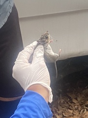 Peromyscus gossypinus