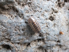 Armadillidium vulgare