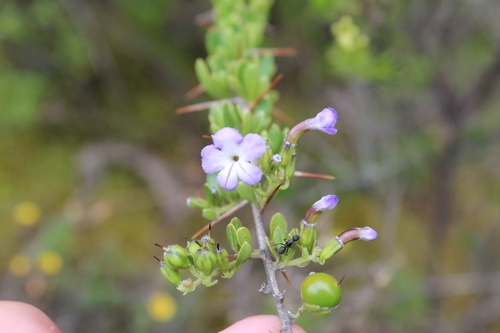 Image of Duranta Armata (Duranta armata) by (c) Michael A. Alcorn, some rights reserved (CC BY)