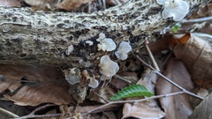 Hohenbuehelia reniformis