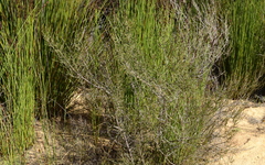 Cliffortia brevifolia