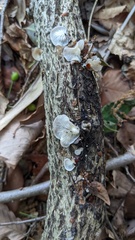 Hohenbuehelia reniformis