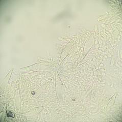 Hohenbuehelia reniformis