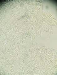 Hohenbuehelia reniformis