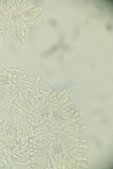 Hohenbuehelia reniformis