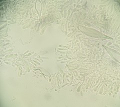 Hohenbuehelia reniformis