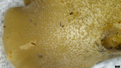 Hohenbuehelia reniformis