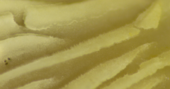 Hohenbuehelia reniformis
