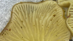 Hohenbuehelia reniformis
