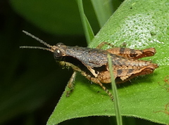 Eujivarus meridionalis