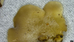 Hohenbuehelia reniformis