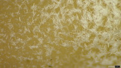 Hohenbuehelia reniformis