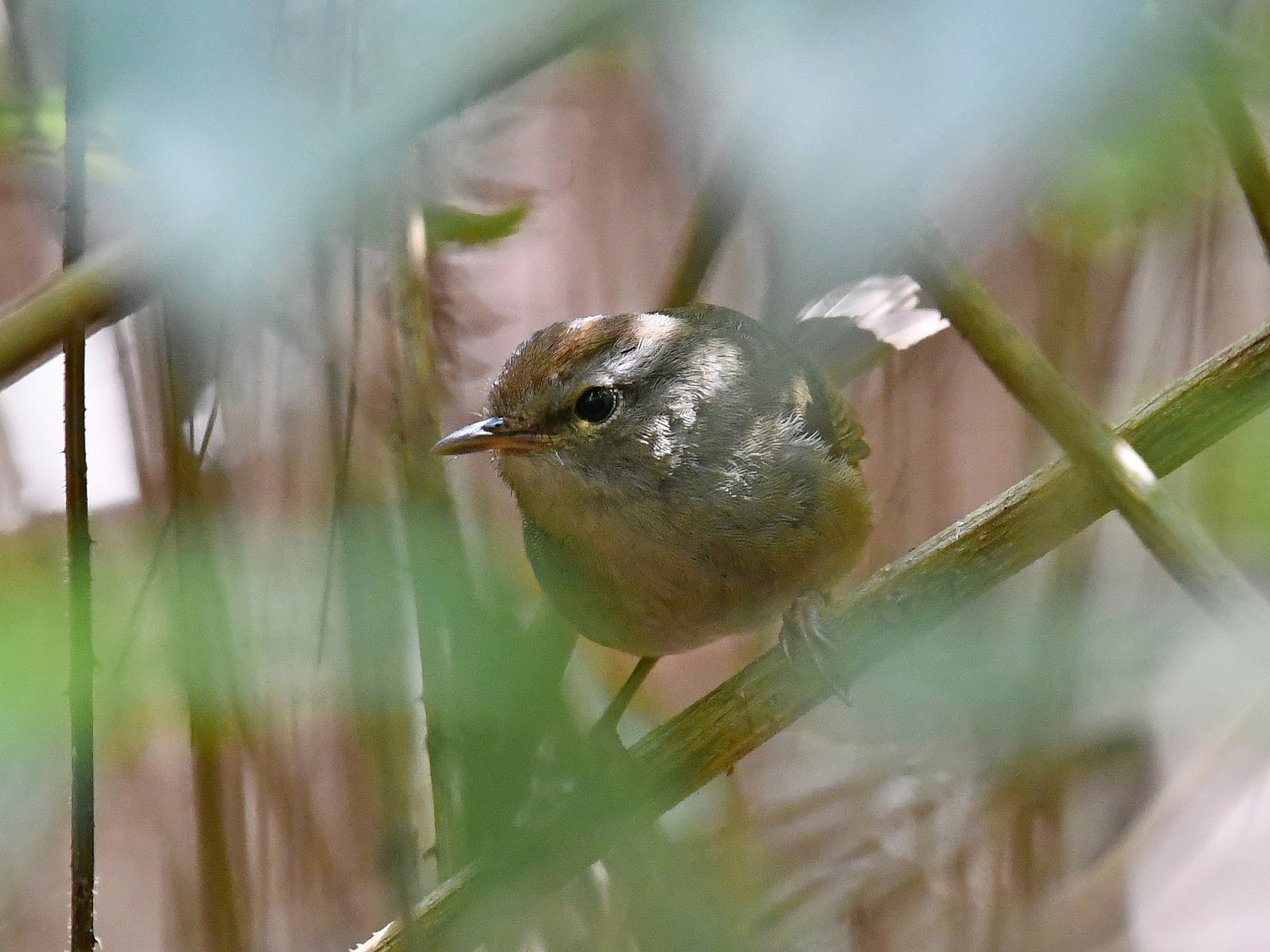 Philippine Bush Warbler illustration