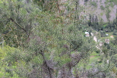Colletia spinosissima