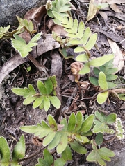 Pleopeltis polypodioides