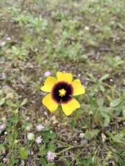 Tuberaria globulariifolia