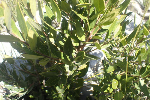 Image of Euclea polyandra by no rights reserved
