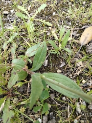 Tuberaria globulariifolia
