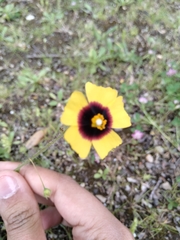 Tuberaria globulariifolia