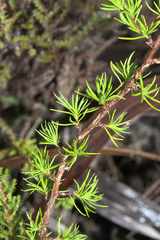 Cliffortia filifolia