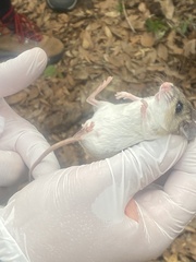 Podomys floridanus