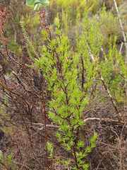 Cliffortia filifolia
