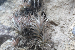 Tillandsia nana