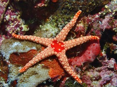 Fromia nodosa