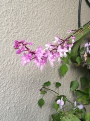 Stenoglottis