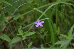 Phlox cuspidata