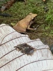 Eleutherodactylus abbotti