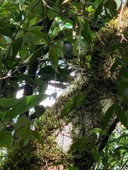 Todus angustirostris