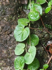 Lobelia nummularia