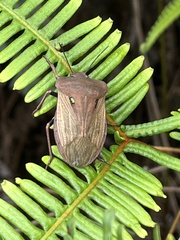 Chalcopis glandulosa