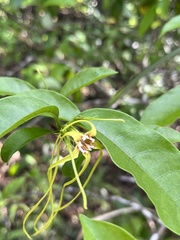 Chalcopis glandulosa
