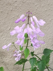 Plectranthus saccatus