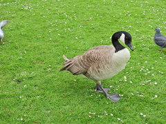 Branta canadensis