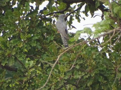 African Cuckoo