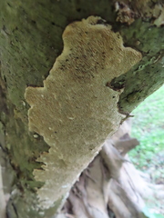 Earliella